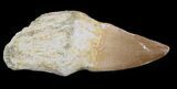 Rooted Mosasaur (Prognathodon) Tooth #43198-1